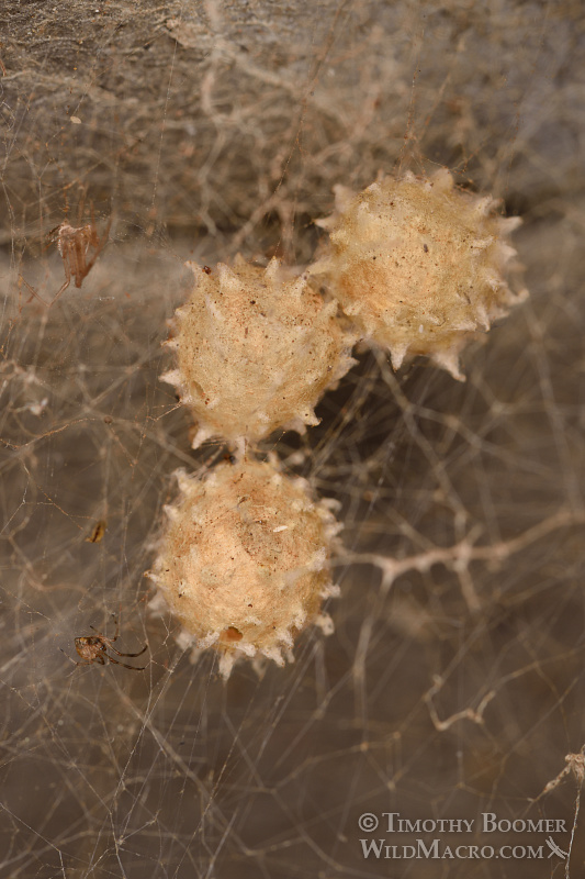 Brown widow spider (Latrodectus geometricus) egg sacs. Stock Photo ID=SPI0245