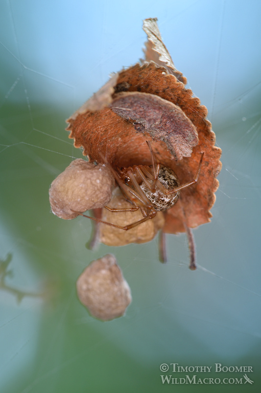 Common house spider (Parasteatoda tepidariorum) with egg sacs.  Stock Photo ID=SPI0244