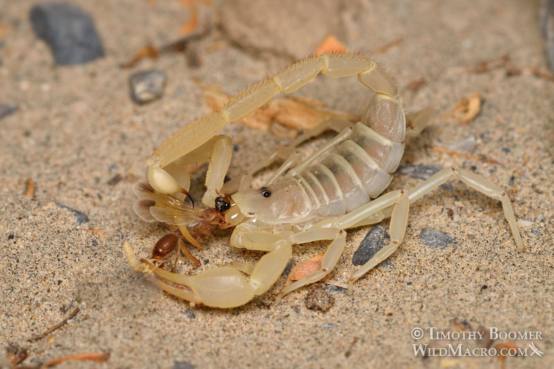 Giant sand scorpion (Smeringurus mesaensis).  Death Valley National Park, Inyo County, California, USA.  Stock Photo ID=ARA0014