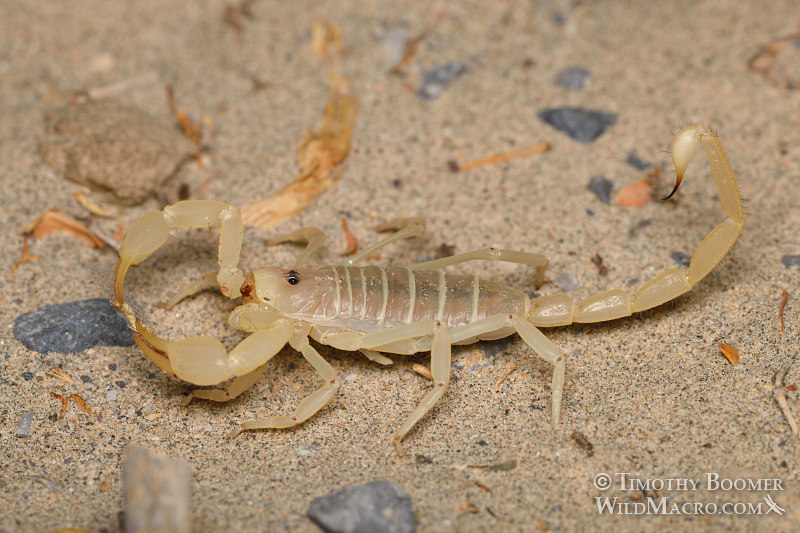 Giant sand scorpion (Smeringurus mesaensis).  Death Valley National Park, Inyo County, California, USA.  Stock Photo ID=ARA0015