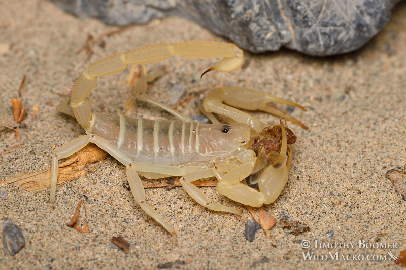 Giant sand scorpion (Smeringurus mesaensis).  Death Valley National Park, Inyo County, California, USA.  Stock Photo ID=ARA0016