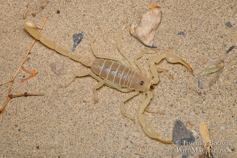 Giant sand scorpion (Smeringurus mesaensis).  Death Valley National Park, Inyo County, California, USA.  Stock Photo ID=ARA0018