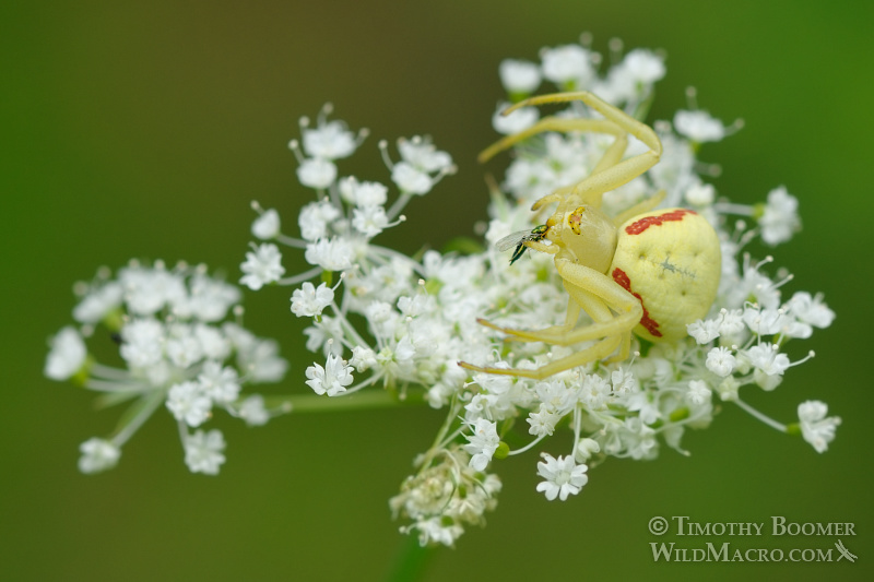Goldenrod crab spider (Misumena vatia) with prey. Eldorado National Forest, CA.  Stock Photo ID=SPI0186