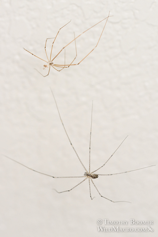 Marbled cellar spider (Holocnemus pluchei) with exuvia (molted exoskeleton).  Stock Photo ID=SPI0243