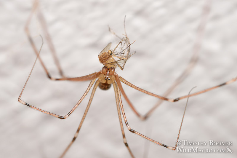 Marbled cellar spider (Holocnemus pluchei) with a mosquito as prey.  Stock Photo ID=SPI0276
