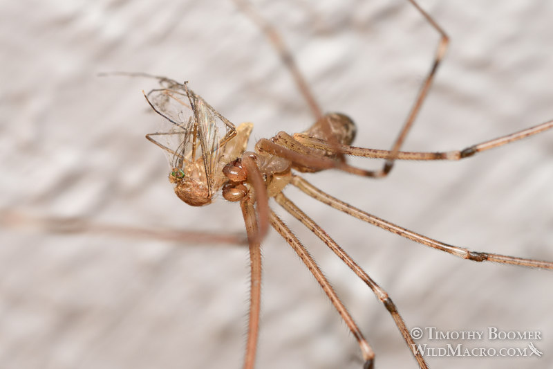 Marbled cellar spider (Holocnemus pluchei) with a mosquito as prey.  Stock Photo ID=SPI0277