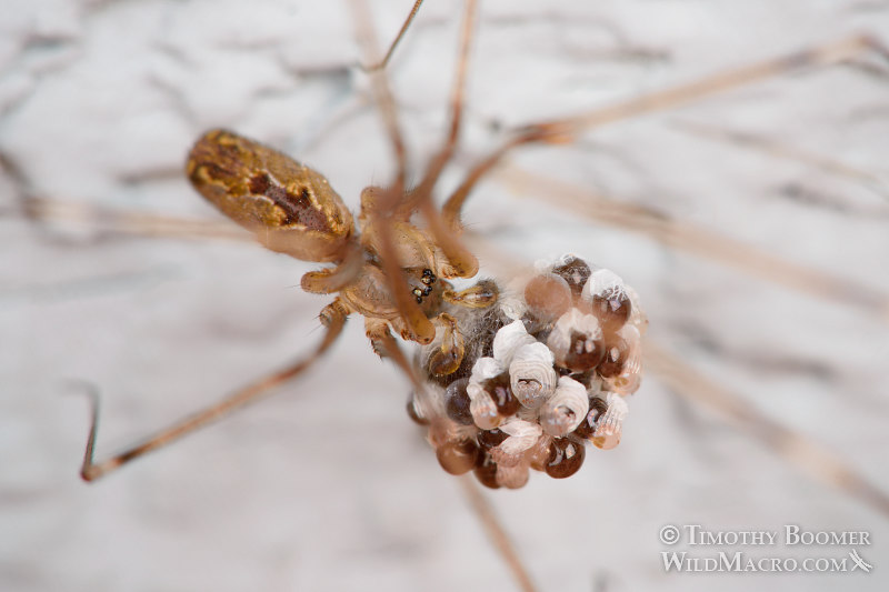 A female marbled cellar spider (Holocnemus pluchei) closely guards her emerging spiderlings.  Stock Photo ID=SPI0237