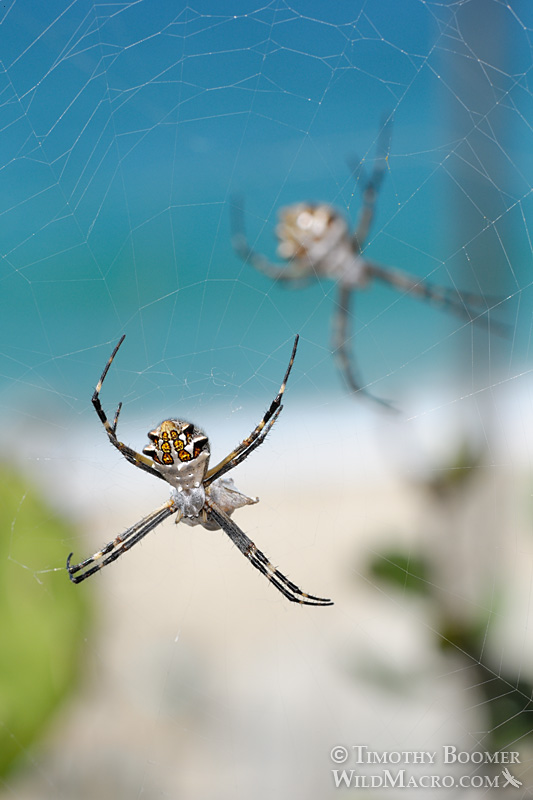 Female silver garden spider (Argiope argentata) with prey.  Stock Photo ID=SPI0187
