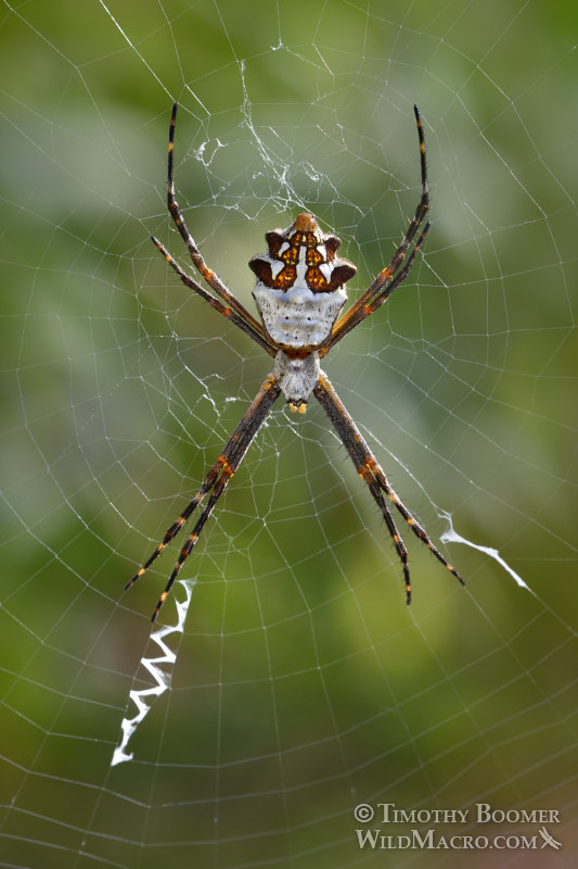 Female silver garden spider (Argiope argentata).  Stock Photo ID=SPI0288
