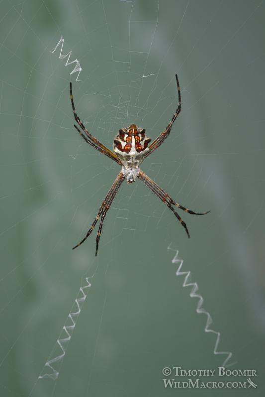 Female silver garden spider (Argiope argentata) with stabilimenta.  Stock Photo ID=SPI0242