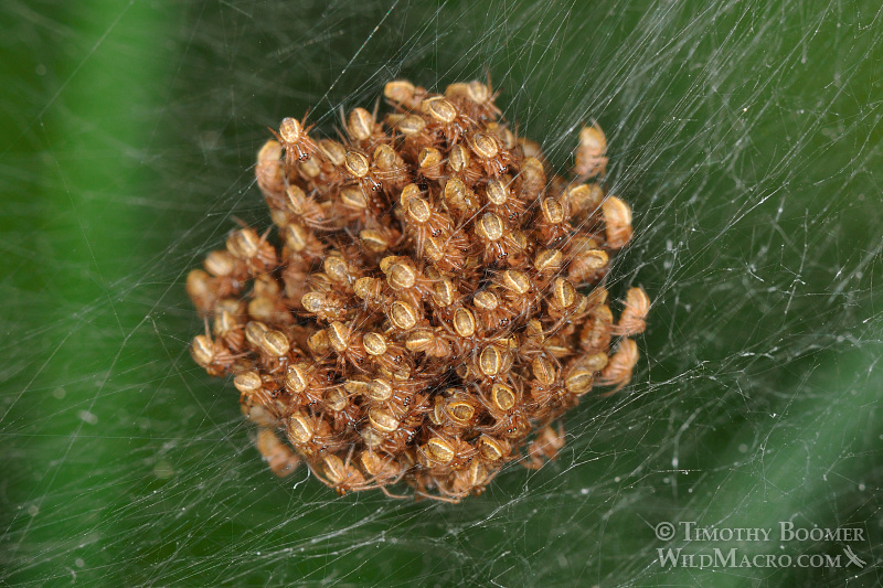 Silver garden spider (Argiope argentata) spiderlings in a communal ball.  Stock Photo ID=SPI0188