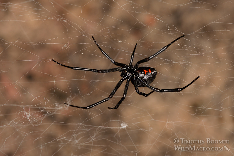 Western black widow spider (Latrodectus hesperus). Stock Photo ID=SPI0204