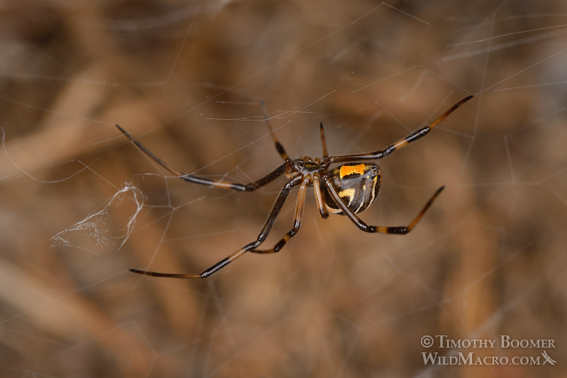 Juvenile female western black widow spider (Latrodectus hesperus). Stock Photo ID=SPI0209