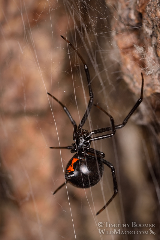 Mature female western black widow spider (Latrodectus hesperus). Stock Photo ID=SPI0255