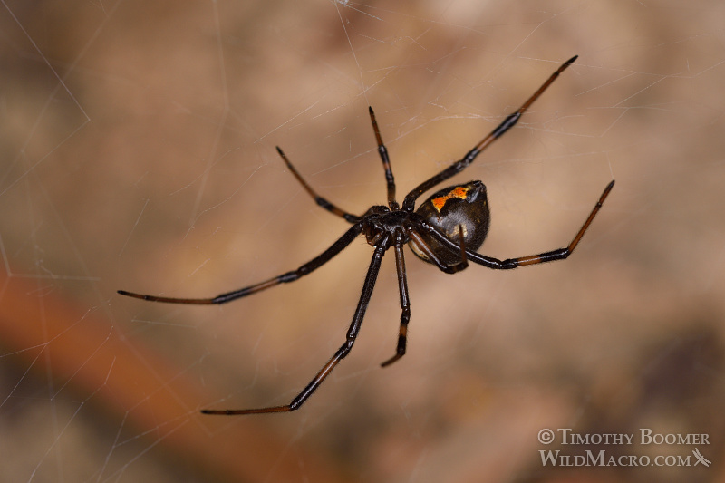 Juvenile female western black widow spider (Latrodectus hesperus). Stock Photo ID=SPI0257