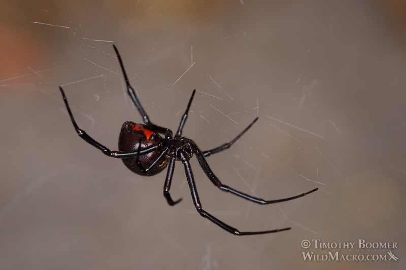 Juvenile female western black widow spider (Latrodectus hesperus). Stock Photo ID=SPI0259