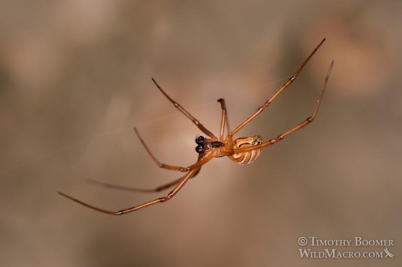 Male western black widow spider (Latrodectus hesperus). Stock Photo ID=SPI0256