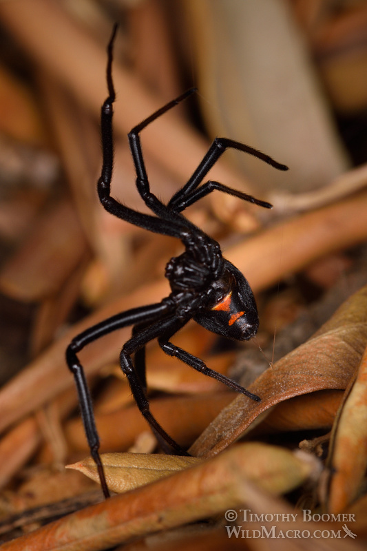 Western black widow spider (Latrodectus hesperus) setting a snare line to catch prey. Stock Photo ID=SPI0258