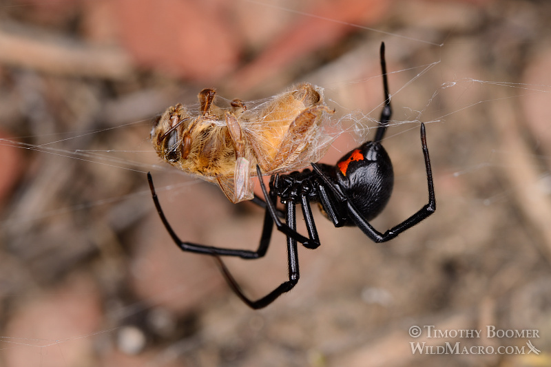 Mature female western black widow spider (Latrodectus hesperus) with a honey bee (Apis mellifera) as prey.  Stock Photo ID=SPI0203