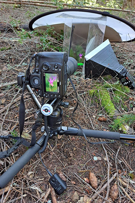 Typical setup for my flora fieldwork.