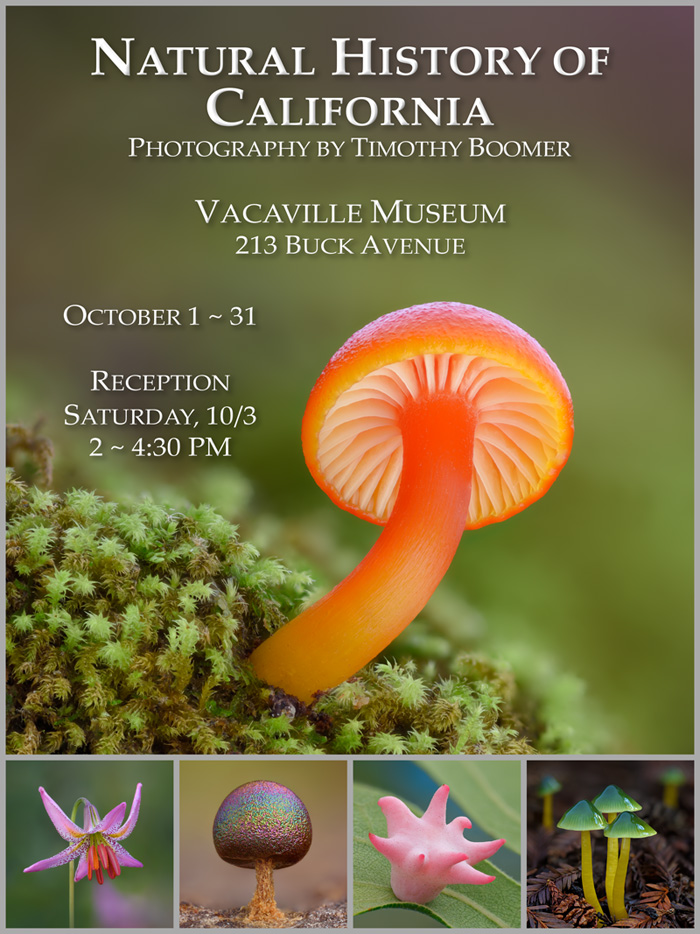 Natural History of California flyer. The Forest Floor flyer.