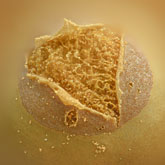 Slime mold (Heterotrichia versicolor).