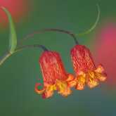 Scarlet fritillary (Fritillaria recurva).