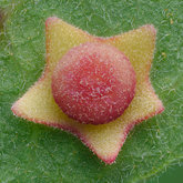 Flange Gall Wasp (undescribed Cynipidae).