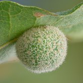 Gray midrib gall wasp (Besbicus multipunctatus).