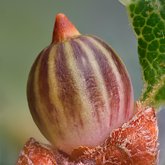 Pointed bud gall wasp (undescribed Cynipidae).