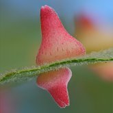 Red cone gall wasp (Feron kingi).