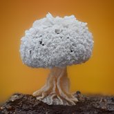 Slime mold (Didymium squamulosum).