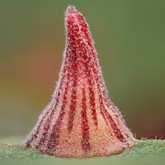 Striped volcano gall wasp (Feron atrimentum).