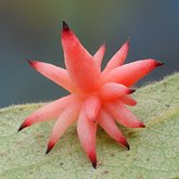 Urchin gall wasp (Antron quercusechinus).