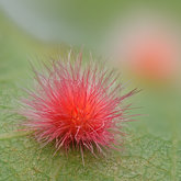 Woollybear gall wasp (Atrusca trimaculosa).