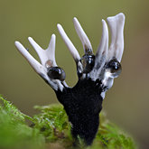 Candlesnuff fungus (Xylaria hypoxylon).