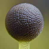 Long-bristled frillwort (Fossombronia longiseta).