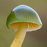 Parrot mushroom (Gliophorus psittacinus).