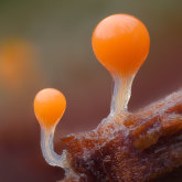 Salmon-eggs (Hemitrichia decipiens).