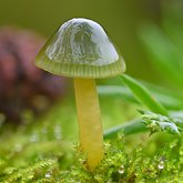 Parrot waxcap mushroom (Gliophorus psittacinus).
