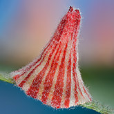 Striped volcano gall wasp (Feron atrimentum.