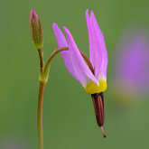 Alpine shooting star (Primula tetrandra).