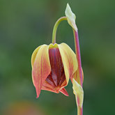 California pitcher plant (Darlingtonia californica).