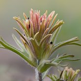 Dwarf alpine paintbrush (Castilleja nana).