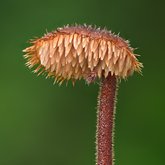 Earpick fungus (Auriscalpium vulgare).