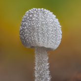 Frosty bonnet (Mycena tenerrima).