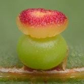 Kernel flower gall wasp (Callirhytis serricornis).