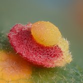 Saucer gall wasp (Feron gigas).