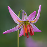 Kellogg's lily (Lilium kelloggii).