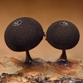 Enerthenema melanospermum slime mold.